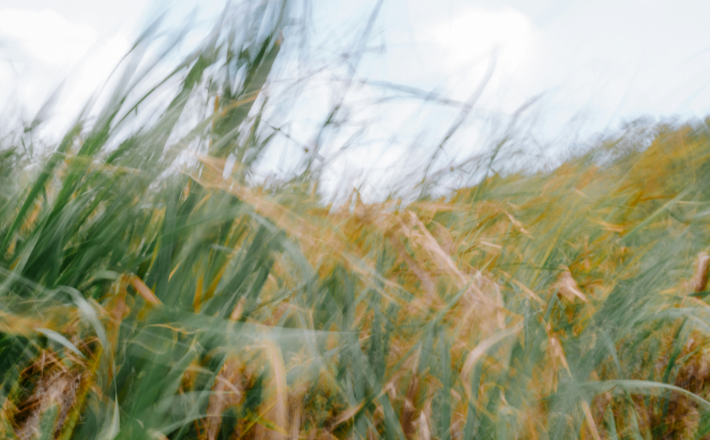 Tall grass blowing in the wind under a cloudy sky