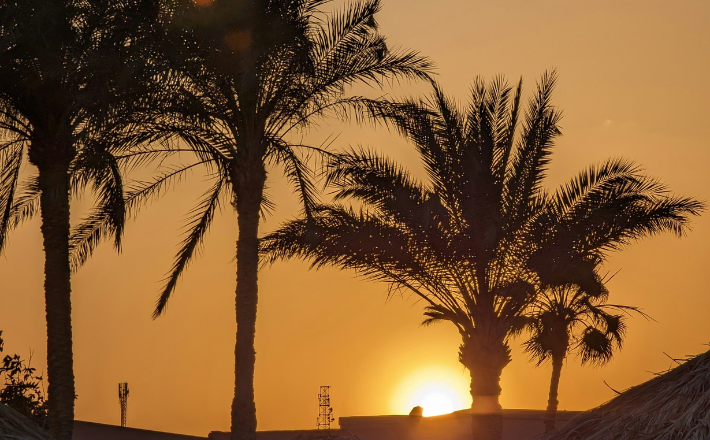 The sun is setting behind some palm trees.