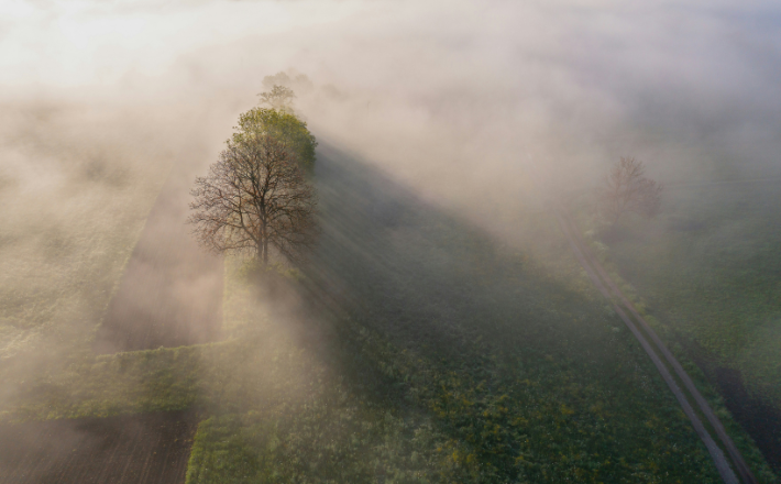 A foggy field with a lone tree in the foreground.