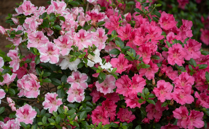 A bush of pink and white flowers with green leaves.
