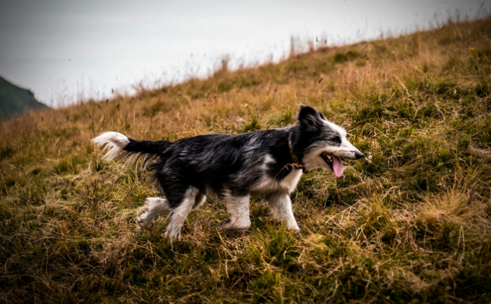 Black and white border collie on green grass field during the daytime.
