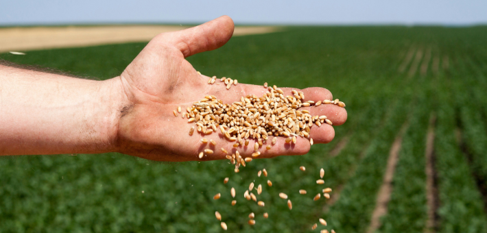 photo of a hand scattering seeds