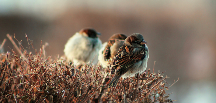 photo of sparrows