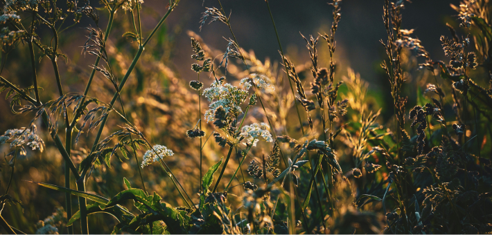photo of plants