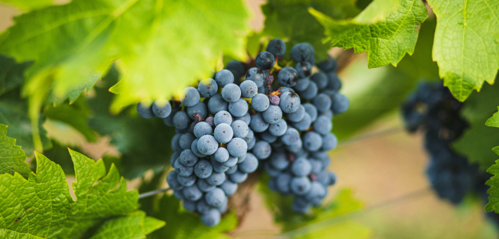 photo of grapes in a vineyard