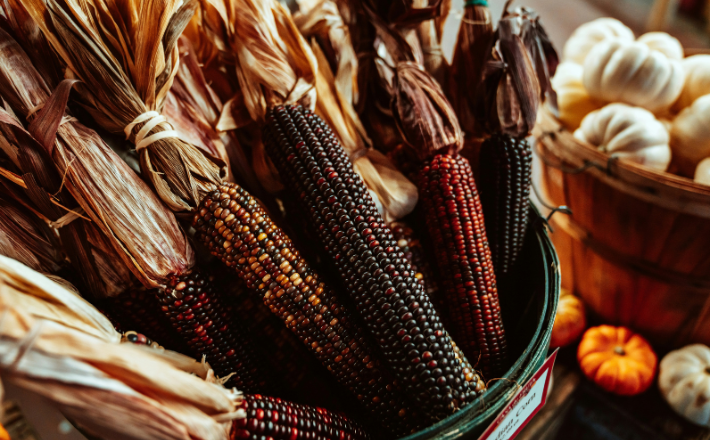 Colorful dried corn and small pumpkins